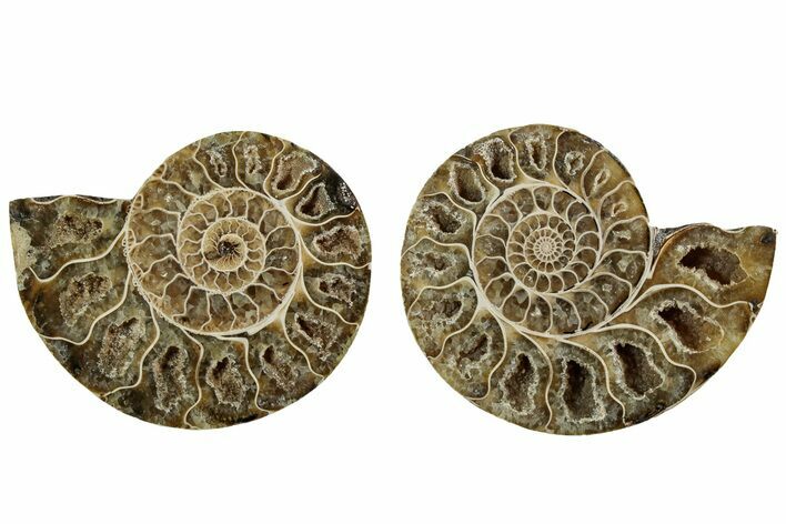 Jurassic Cut & Polished Ammonite Fossil (Pair)- Madagascar #215987